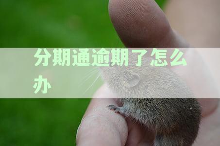 分期通逾期了让一次还清：如何处理高额还款、分期选及逾期后果