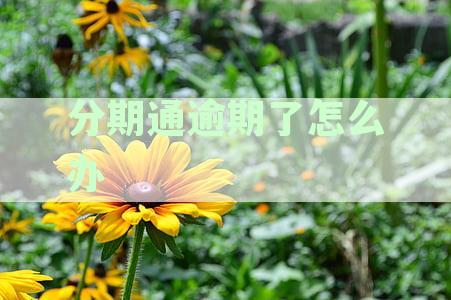 分期通逾期了怎么办