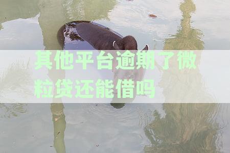 其他平台逾期了微粒贷还能借吗安全吗及其影响与可靠性探讨