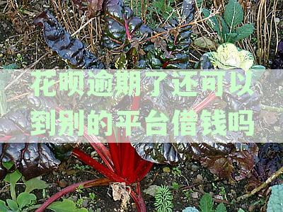 花呗逾期后，能否在其他平台借款？安全吗？怎么办？