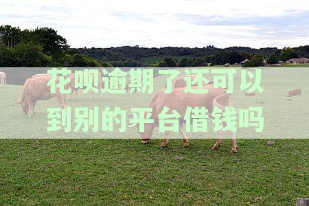 花呗逾期了还可以到别的平台借钱吗