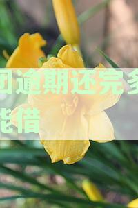 美团逾期还款后，多久可以再次借款？以及逾期还款对信用记录的影响