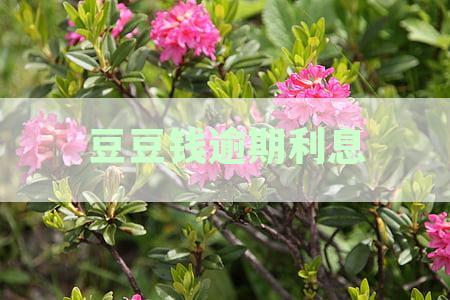 逾期还款困扰？豆豆钱科普：如何协商期还款