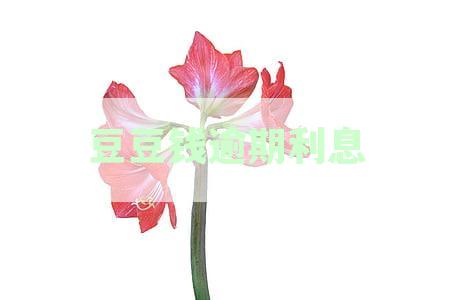 豆豆钱逾期利息
