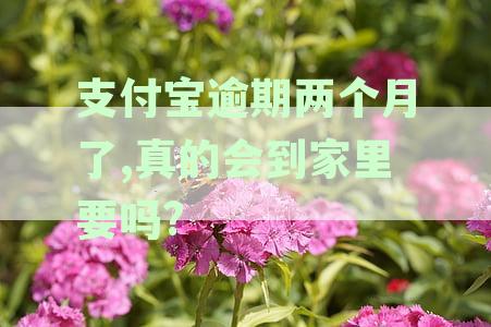 支付宝逾期2个月还款开始，会不会被催收？如何解决逾期问题？