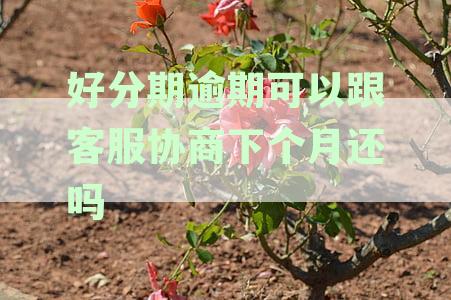 逾期后再次借款的可行性及相关影响：详细解答与建议
