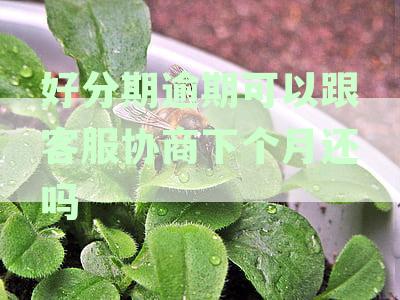 逾期还款后的影响及清偿方案：是否能继续借款？