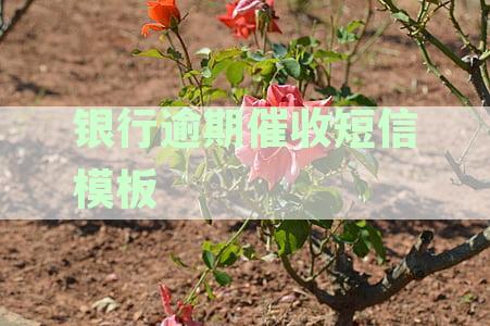 银行逾期催收短信策略：模板、内容与文详解