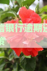 中信银行逾期还款政策