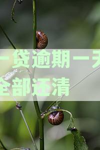 新一贷逾期一天要求全部还清