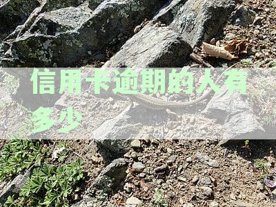 全国信用卡逾期还款人数揭示：数据统计显示逾期现象仍然严重