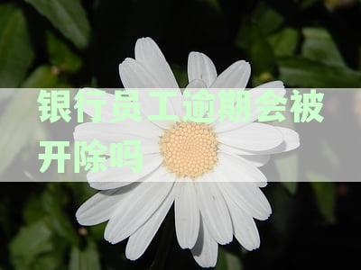 银行员工逾期信用卡的影响及处理方法