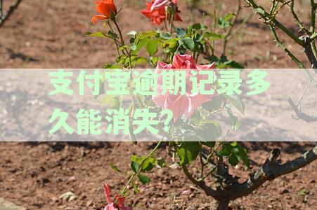 支付宝逾期多久会上征信？多久可以消除借呗和花呗的影响？