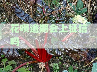 花呗逾期的影响和后果：是否上征信？逾期2个月如何处理？