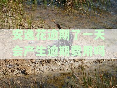 安逸花逾期一天：是否会产生额外的还款费用？真实情况揭秘