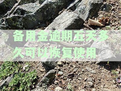 备用金逾期五天多久可以恢复使用额度：解答及处理建议