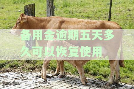 备用金逾期五天多久可以恢复使用