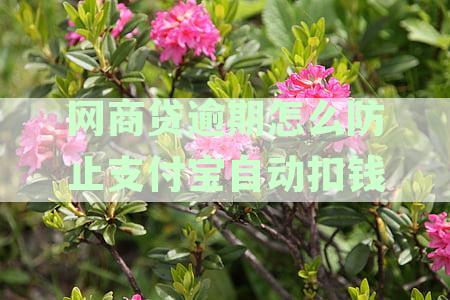 如何避免网商贷逾期从另一个支付宝账户扣款？完整解决方案和注意事