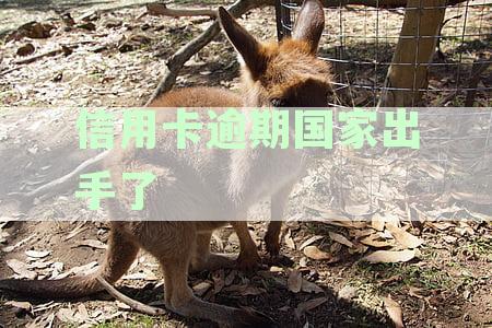 2024年信用卡逾期还款全面改革：新规定解读与展望