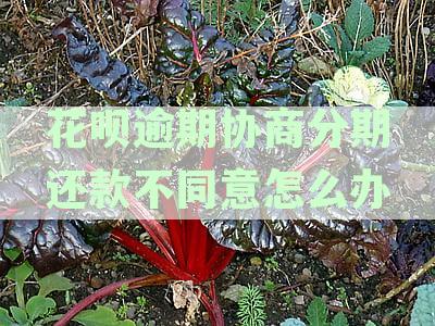 花呗逾期还款问题，如何解决不给协商分期的情况？