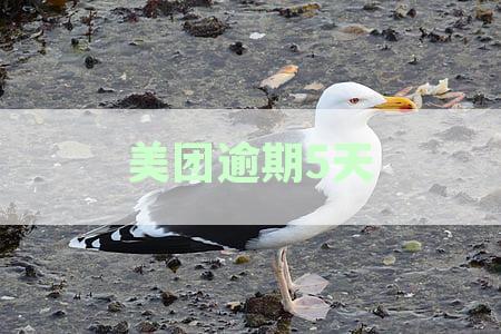 美团逾期5天威胁起诉并冻结账户，我该如何应对？了解处理流程和可能后果