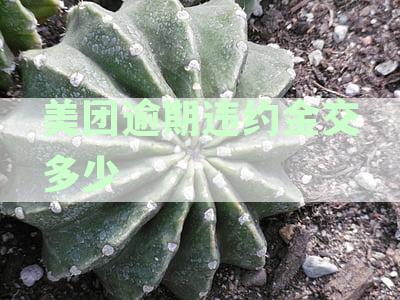 美团借款逾期罚息详细计算方法，让你了解真正的利息负担