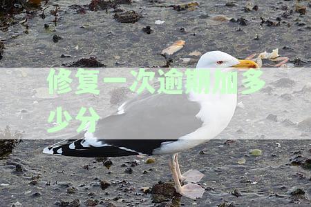 修复逾期记录的完整指南：需要多少粒以及详细步骤详解