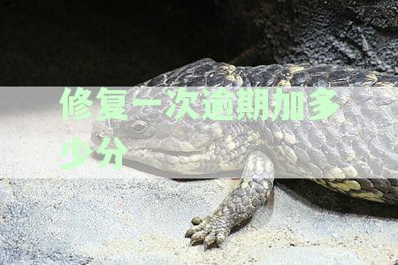 修复一条逾期大概多少钱？ - 询问逾期修复费用