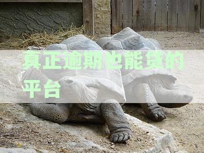 一个提供真正逾期也能贷的可靠平台，门槛低至1万元，征信不良也能申请