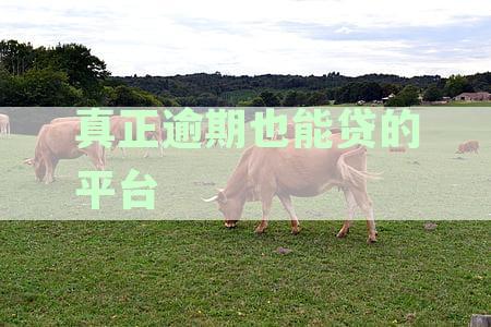真正逾期也能贷的平台真实可靠，有没有真正逾期也能贷的平台入口和有哪些？