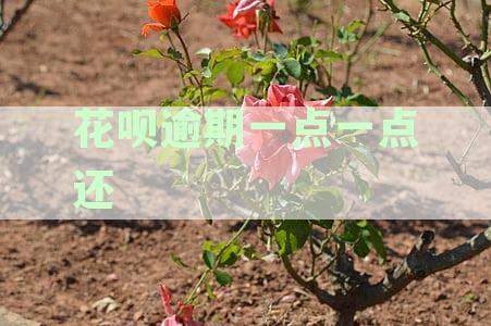 花呗逾期一点一点还