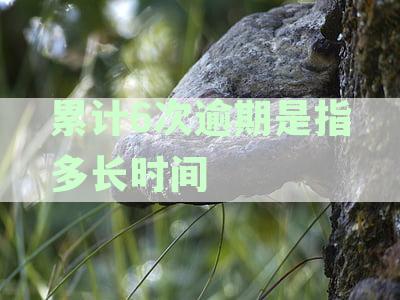 信用卡逾期6次后如何解决信用问题和贷款难题