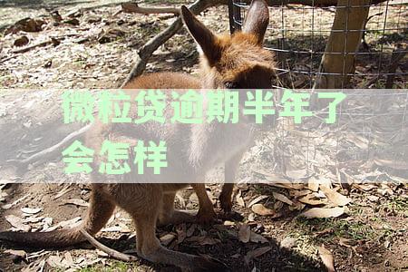 微粒贷逾期半年多，是否有可能恢复原来的额度？内部人员如何操作？