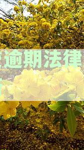 '网贷逾期新规定2024年出台：最新通知发布'