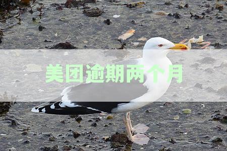 美团逾期两个月未还款，用户担忧上门了解情况的真实性及可能带来的后果