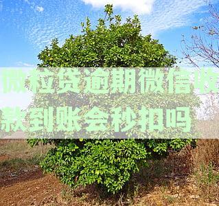 微粒贷逾期后，微信钱包里的零钱会被自动扣除吗？