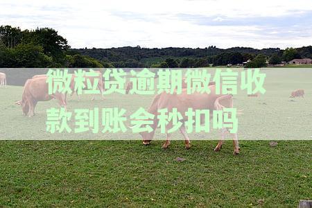 微粒贷逾期微信收款到账会秒扣吗