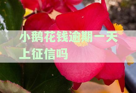 小鹅花钱逾期三天后的影响及如何避免：还款策略与后果分析