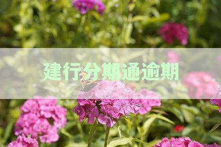 建行分期通逾期多久会要求一次性还清：利息计算、后果及处理方法全解析