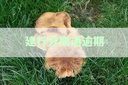 建设银行分期通逾期后，是否有可能申请第二次分期？