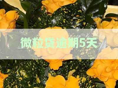 逾期五天后还清微粒贷，会不会产生什么影响？——专家解读还款后的情况