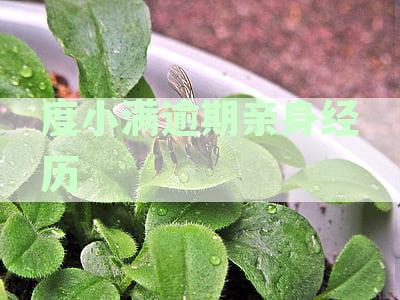 度小满逾期可能带来的影响：详细解析与应对策略