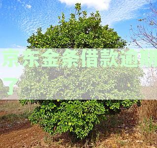 京东金条借款逾期一天是否会影响个人征信？如何补救逾期造成的信用损失？