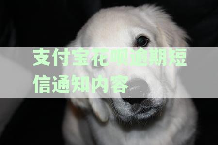 花呗逾期后的影响、解决方案及如何避免逾期的全方位解答