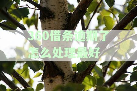 逾期后的高效处理策略：详细指南与实用建议