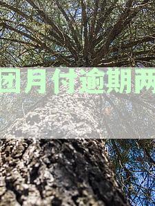 美团月付逾期两个月还款，额度是否还保留？如何处理？