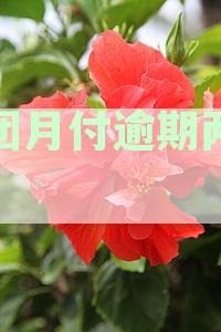 美团月付逾期两个月后可能产生的后果与解决办法
