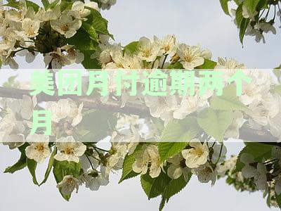 美团月付逾期两个月还款后，多久能恢复使用？