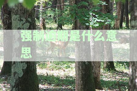 信用卡逾期强制执行的完整流程与案例分析