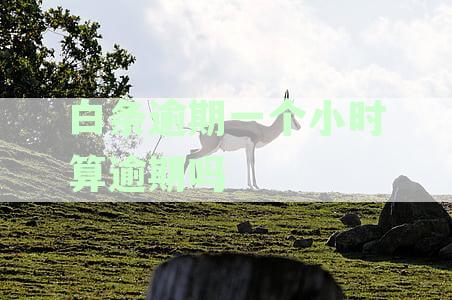 白条逾期一个小时是否算逾期？逾期后会有哪些后果及如何处理？